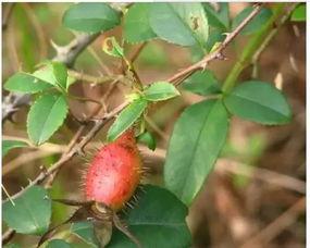 娱乐吃瓜菌子,揭秘娱乐圈那些不为人知的幕后故事